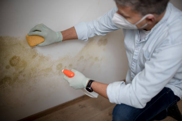 Best Commercial Mold Removal  in Mcminnville, OR