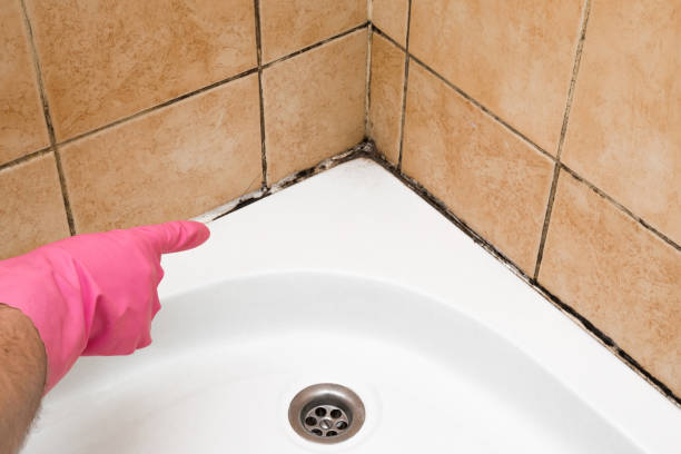 Best Local Mold Removal Service  in Mcminnville, OR